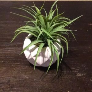 MAKE ME A DEAL! Faux aloe plant
